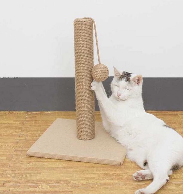 cat climbing rope application