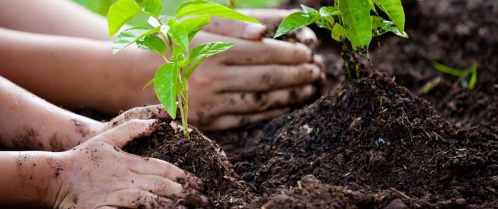 Plant-A-Tree Program